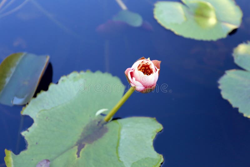 Pink Lotus Flower Not Blooming yet. Stock Image Image of pink