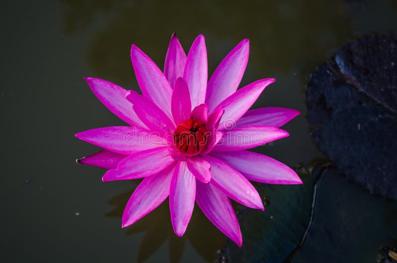 Pink lotus stock photo. Image of plant, bloom, nature 36680118