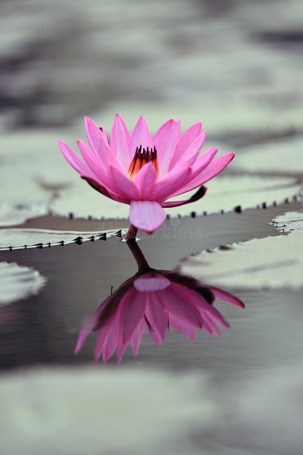Pink Lotus Flower with Reflection in Pond Best HD Wallpaper Stock Photo - Image of mobile, yellow: 189853480 Pink Lotus Flower with Reflection in Pond Best HD Wallpaper Stock Photo - Image of mobile, yellow: 189853480