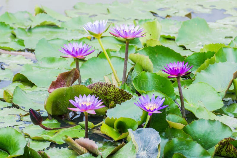 Pink lotus flower on the water