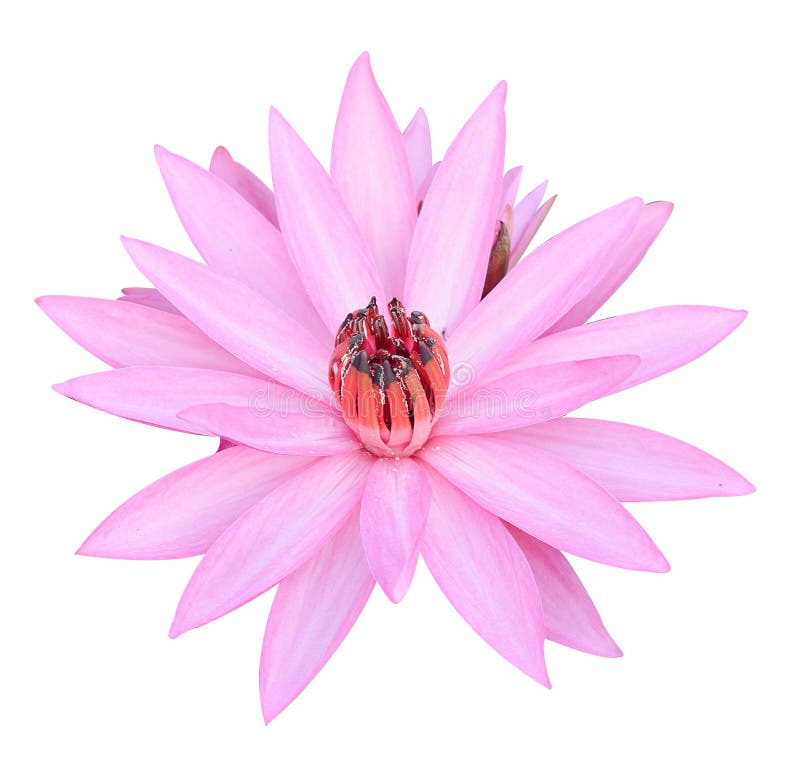 Lotus Flower on White Background Stock Image Image of petal, flower