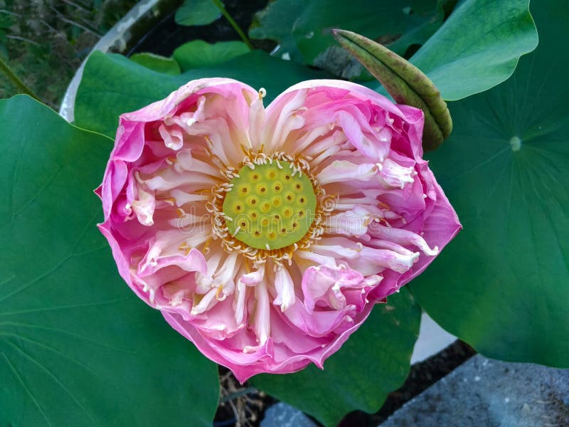 Pink Lotus Flowers that Bloom and Have Stamens Stock Image Image of