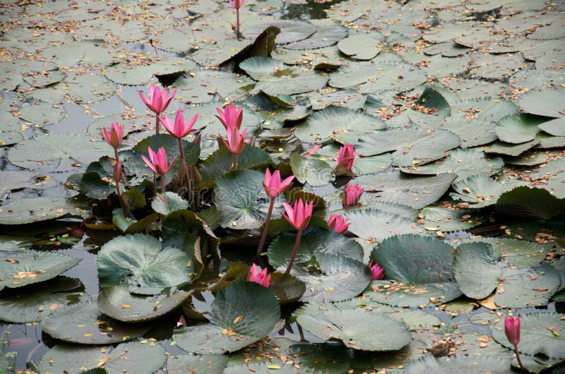 Pink lotus flowers with dark green leaves stock photo Pink lotus flowers with dark green leaves stock photo