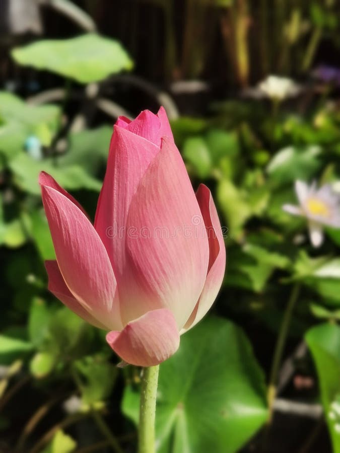 Pink Lotus Flowers from Tropical Rainforest Stock Image Image of