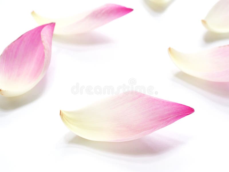 Pink lotus petals flower on white background stock photography Pink lotus petals flower on white background stock photography