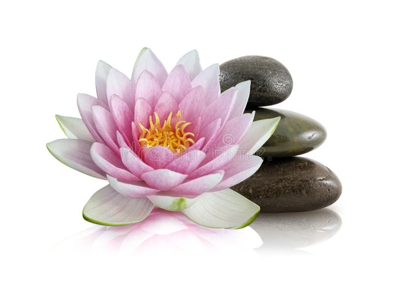 Pink Lotus and Polished Stones stock images Pink Lotus and Polished Stones stock images