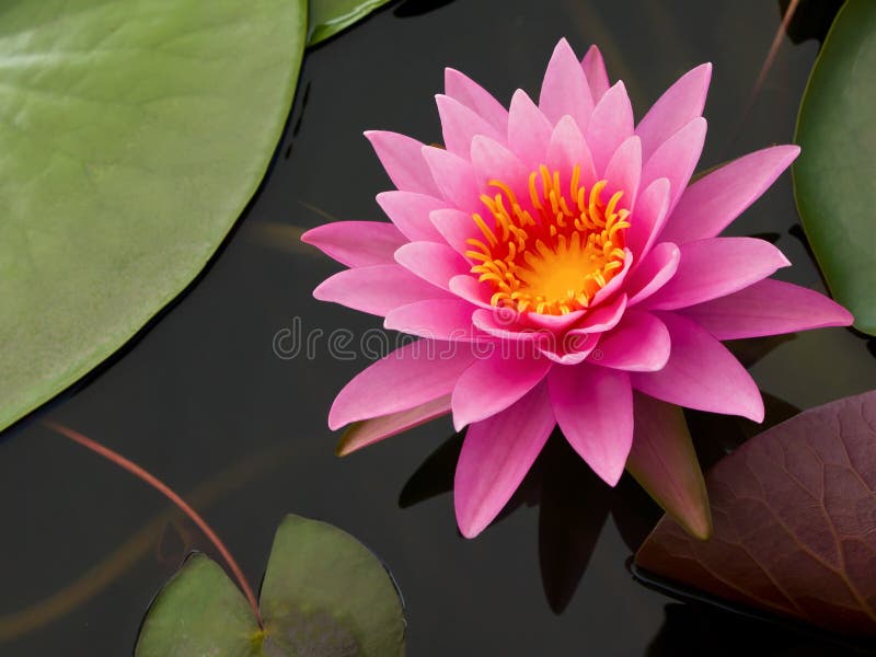 Pink Lotus in pond