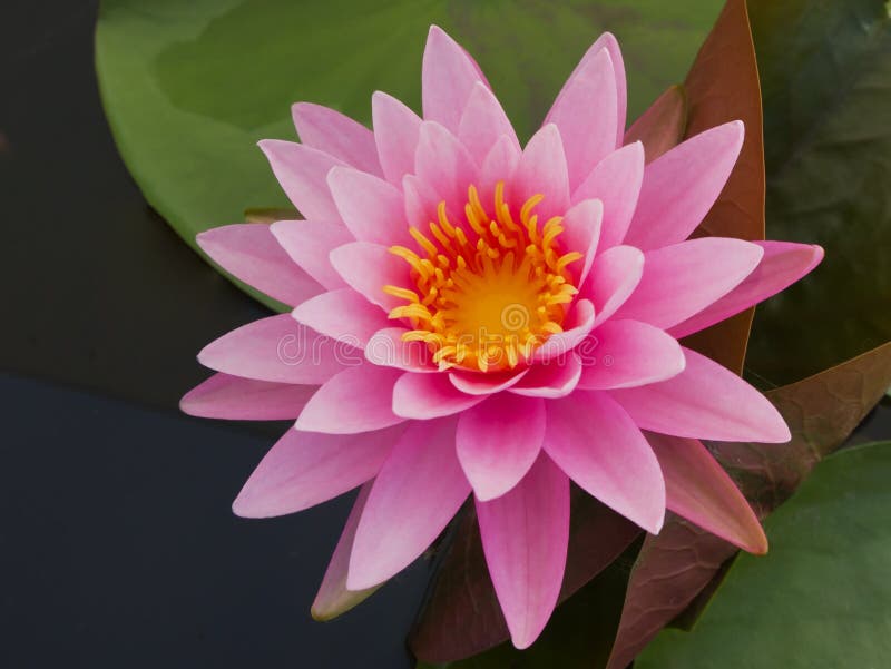 Pink Lotus in pond