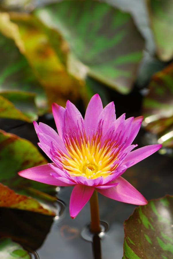 A Pink Lotus in the Pond in Vertical View Stock Photo - Image of ...