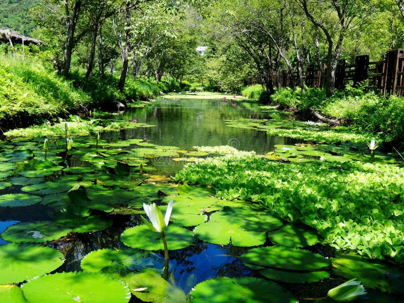 PInk Lotus on the River stock photo. Image of colorful 30078804