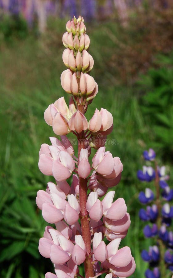 Pink lupin flower