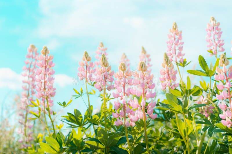 Pink lupines flowers over sky background in summer garden or park, outdoor f