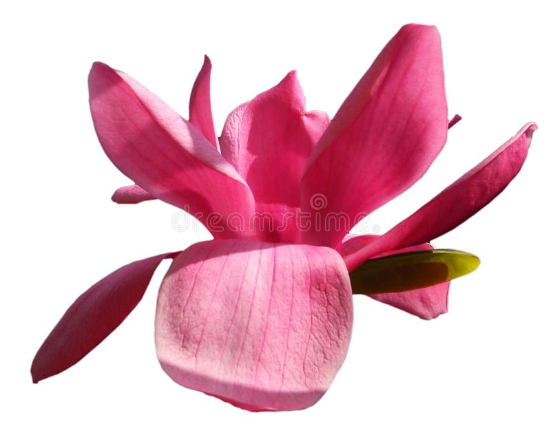 Pink magnolia