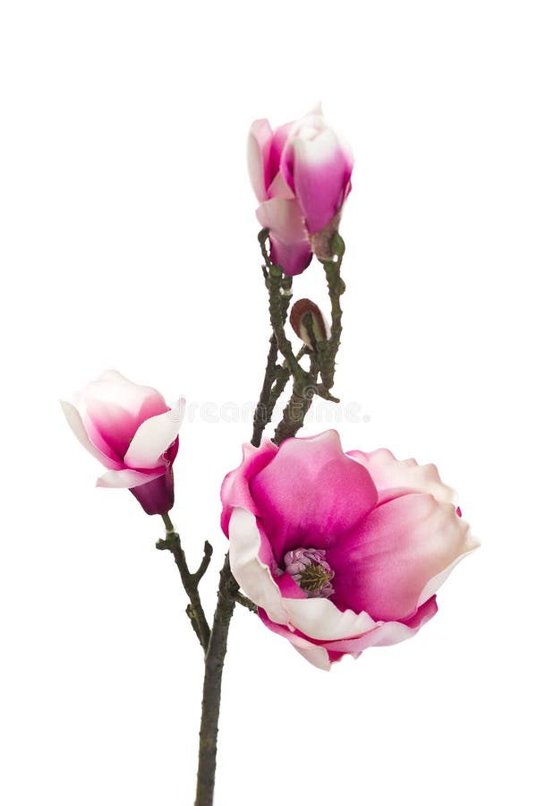 Artificial Magnolia Blossoms in a Vase Stock Photo Image of white