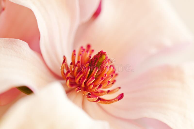 Pink magnolia background with selective focus on stamen