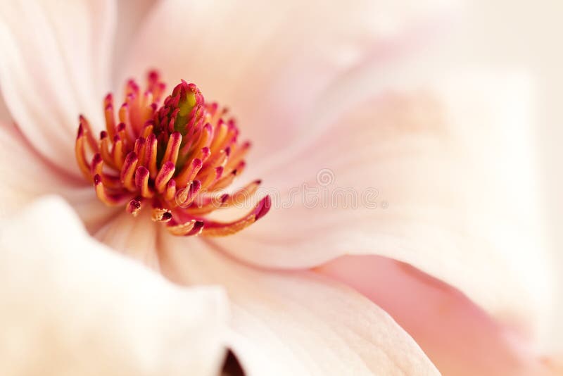 Pink magnolia background with selective focus on stamen