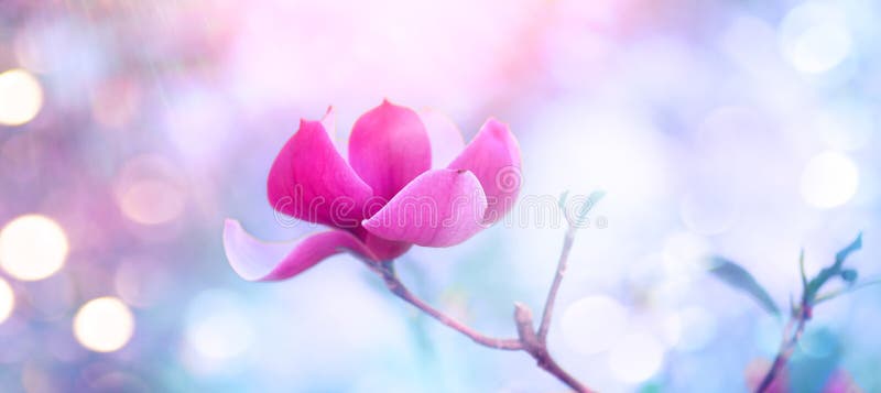 Pink Magnolia. Beautiful nature scene with blooming tree and sun flare. Spring magnolia blossom background