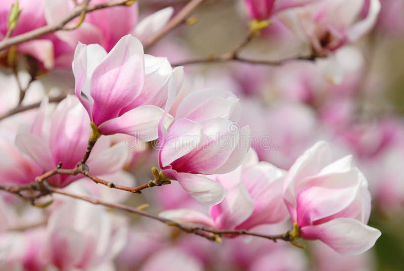 Magnolia květiny na větvi stromu.