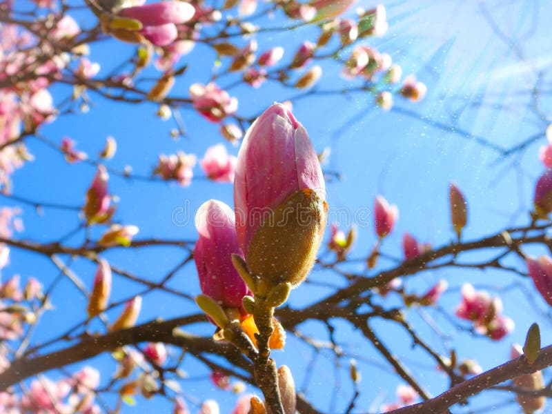 Pink Magnolia Blossoms On A Spring Tree royalty free stock image Pink Magnolia Blossoms On A Spring Tree royalty free stock image