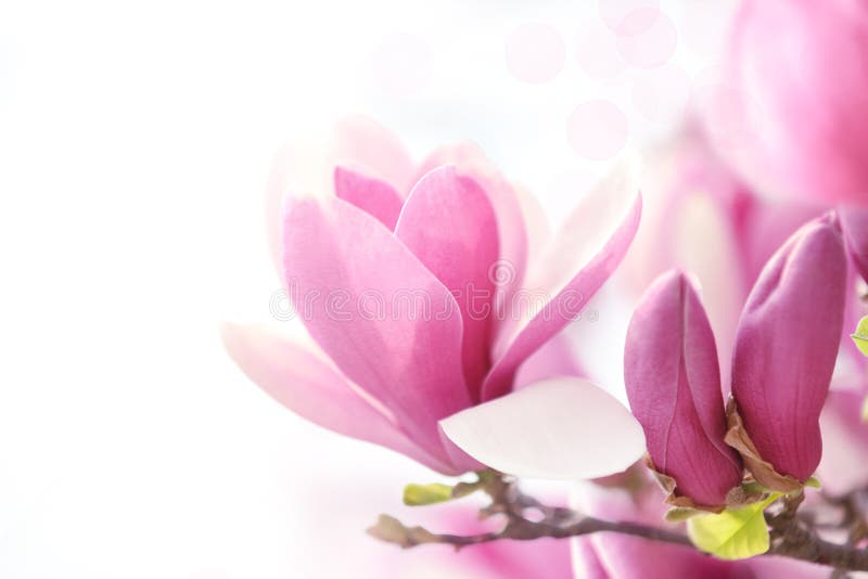 Pink magnolia flower royalty free stock images Pink magnolia flower royalty free stock images