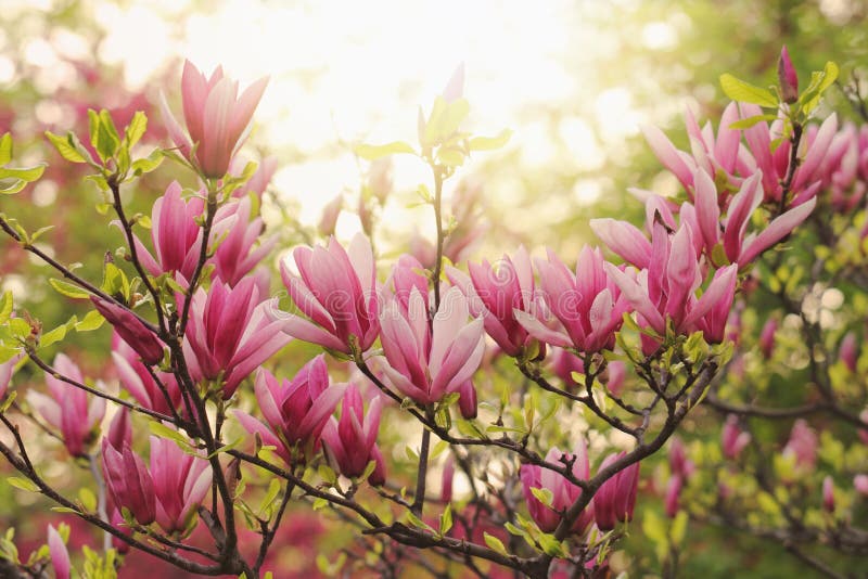 Pink magnolia royalty free stock photography Pink magnolia royalty free stock photography