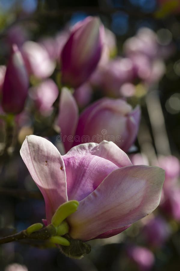 Pink Magnolia flower stock photo. Image of fresh, petal 38767436