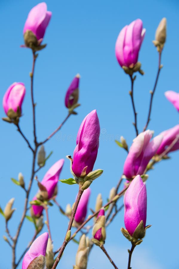 Magnolia bud just bursting into flower Stock Photo - Alamy