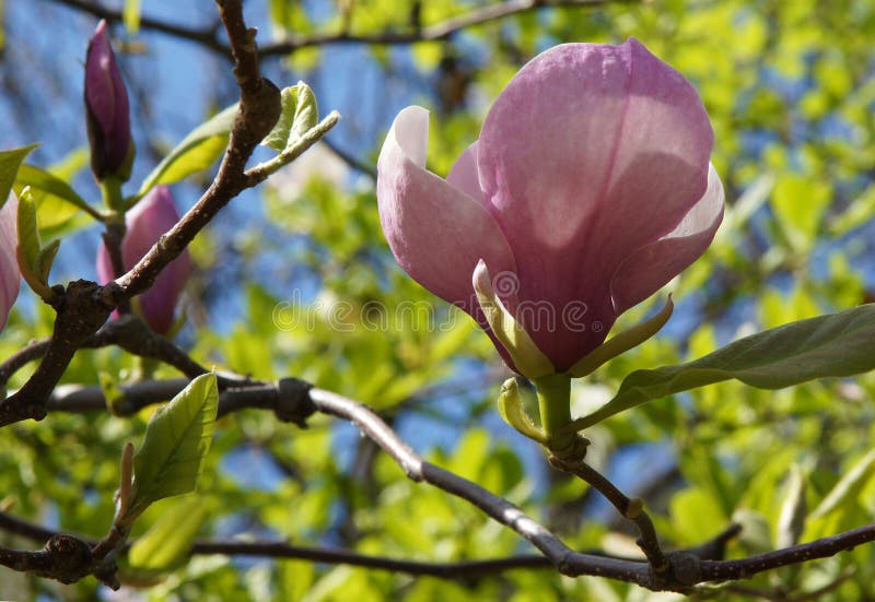Pink magnolia flower stock image. Image of pink, blossoming 70249787