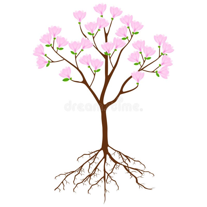 Magnolia tree with pink flowers and roots on a white background. royalty free illustration Magnolia tree with pink flowers and roots on a white background. royalty free illustration