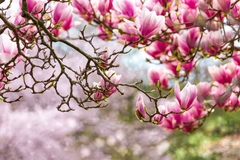 Pink magnolia