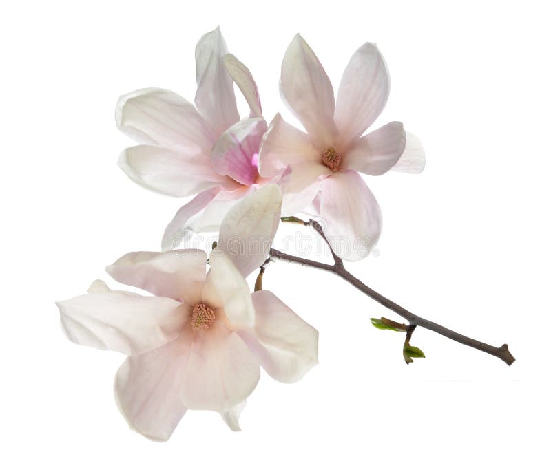 Pink magnolia flowers stock image. Image of fresh, white 244825969