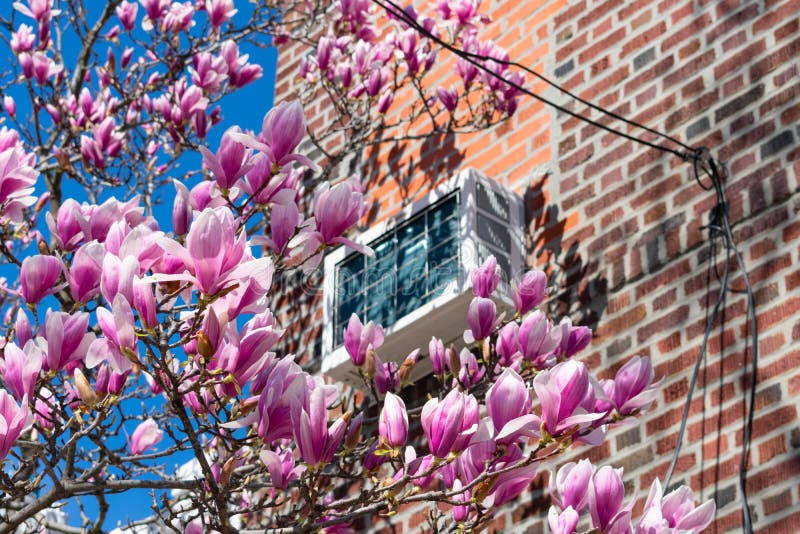 Pink Magnolia Flowers during Spring next to a Brick Residential Building with a Window Air Conditioner in Astoria Queens New York
