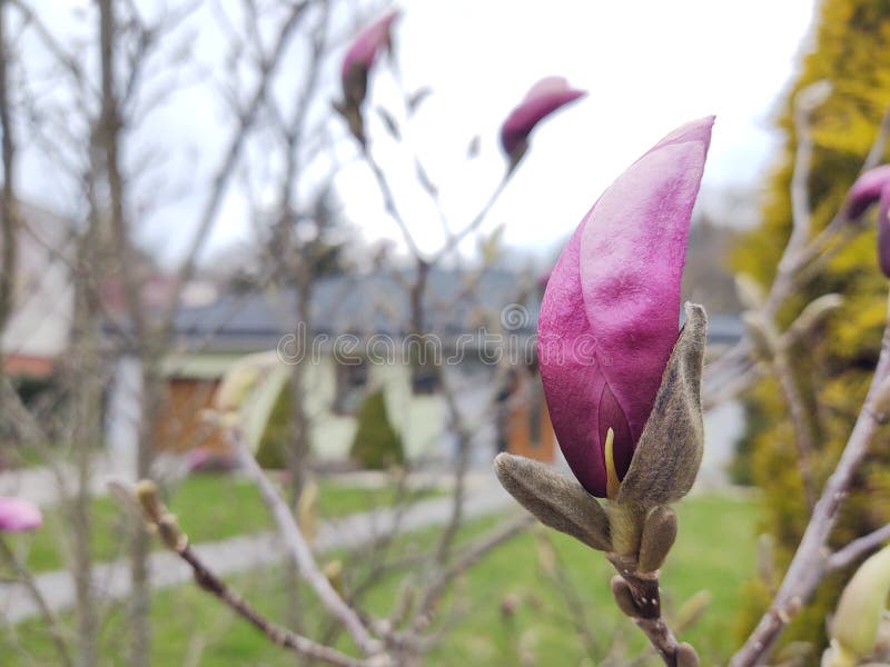 Pink magnolia flowers on the tree. Spring tree flowering.