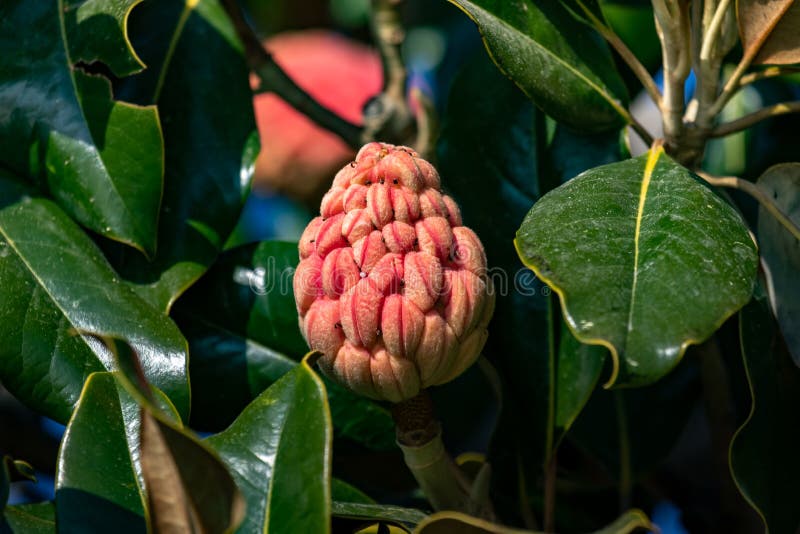 Pink Magnolia fruit. royalty free stock image Pink Magnolia fruit. royalty free stock image
