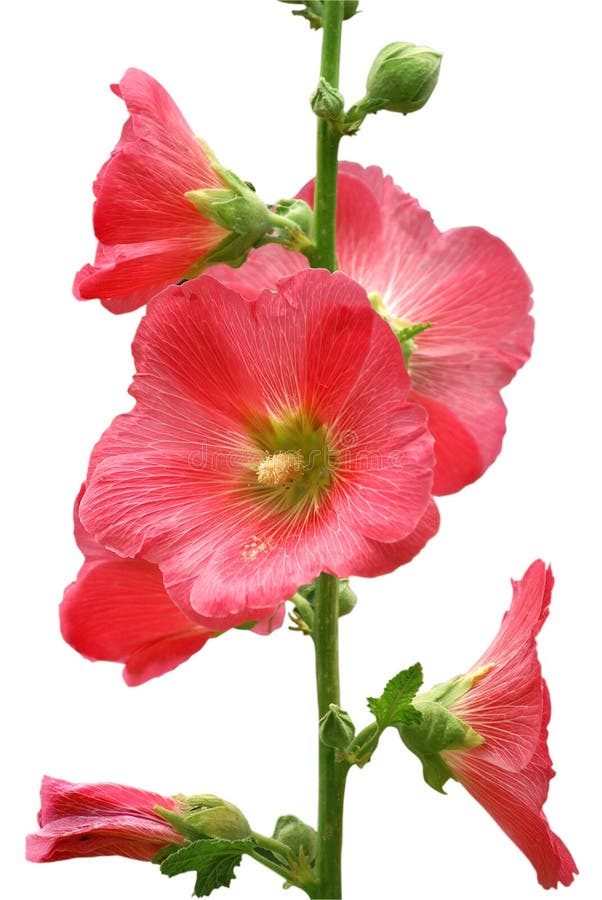 Pink isolated mallow on a white background. Pink isolated mallow on a white background