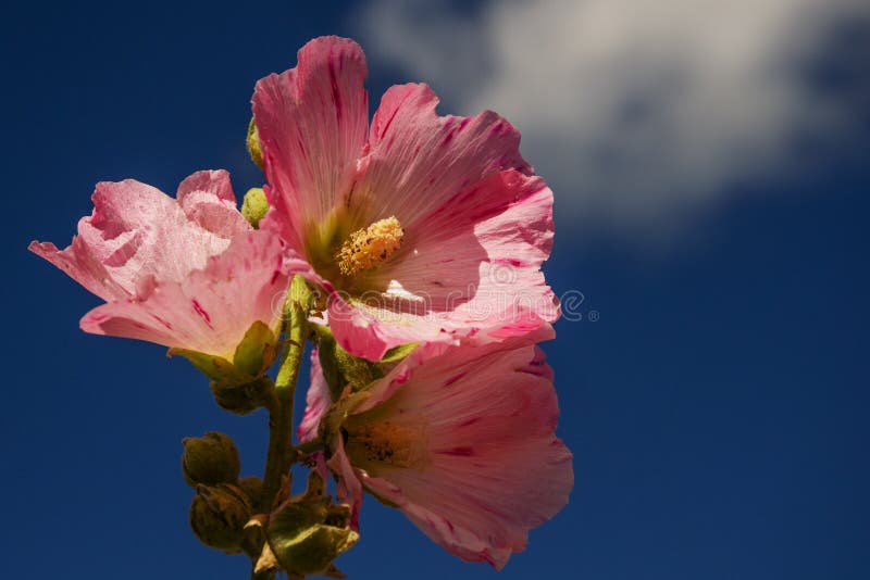 751 766 Horizontal Summer Photos Free Royalty Free Stock Photos From Dreamstime 751 766 Horizontal Summer Photos Free Royalty Free Stock Photos From Dreamstime