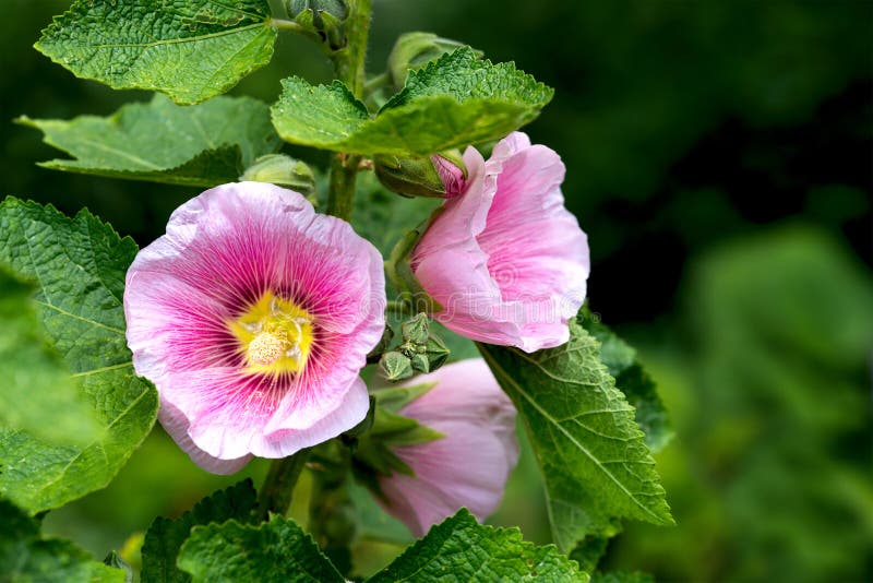 Pink Malva, Plants in the Botanical Garden, Malvaceae Stock Image ...