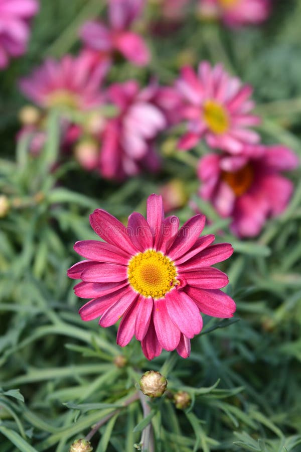 Pink Marguerite Daisies in a Field Stock Image - Image of flower ...