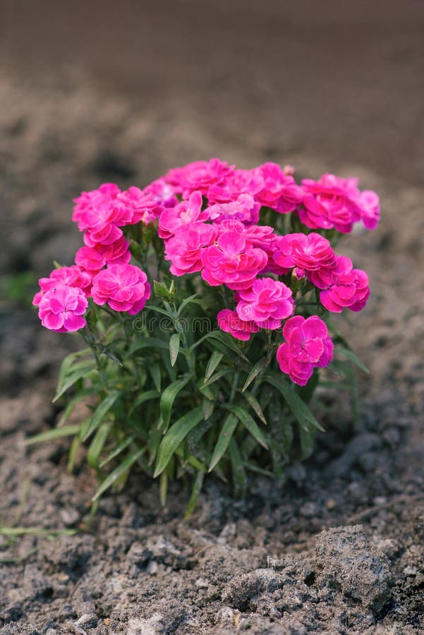 Pink Mini Carnation Flowers in Summer in the Garden Stock Image Image