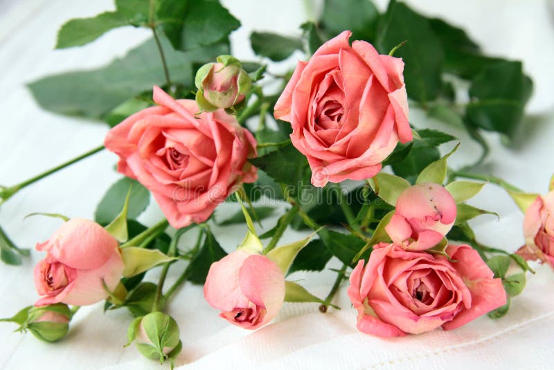 Pink mini roses stock image. Image of nature, multi, group - 17171701