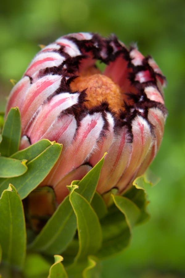 Pink Mink Protea Flower stock image Pink Mink Protea Flower stock image