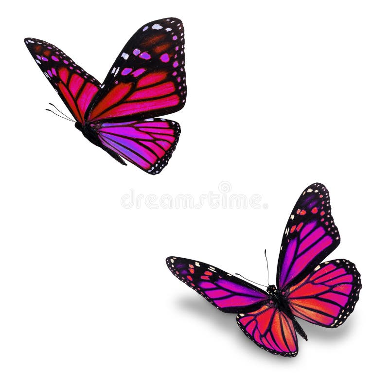 Pink monarch butterfly stock photo. Image of butterfly 145828156