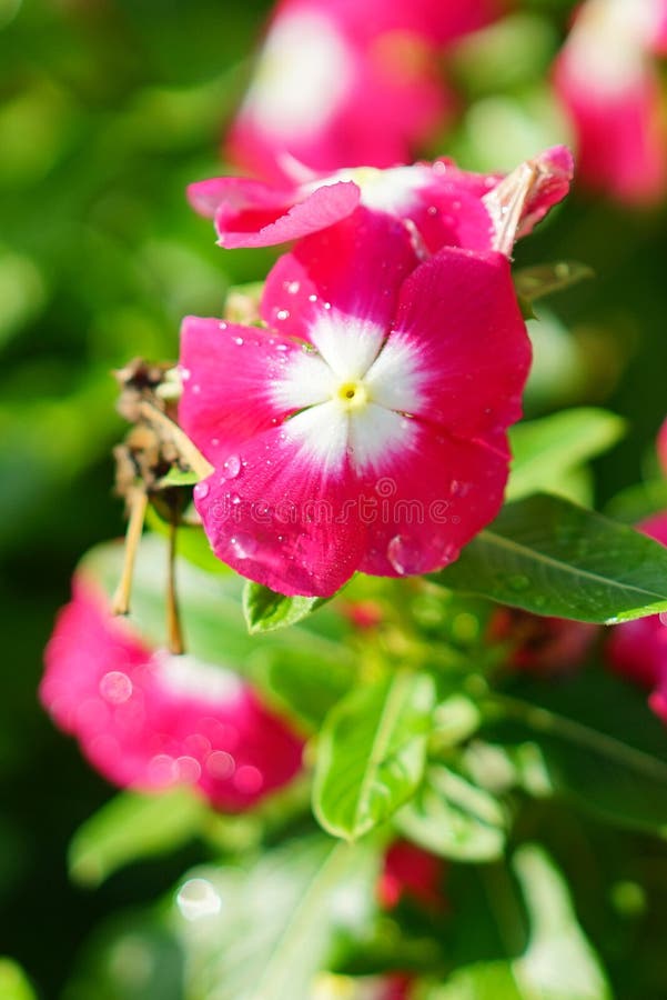 Pink Morning white Catharanthus roseus royalty free stock photo Pink Morning white Catharanthus roseus royalty free stock photo