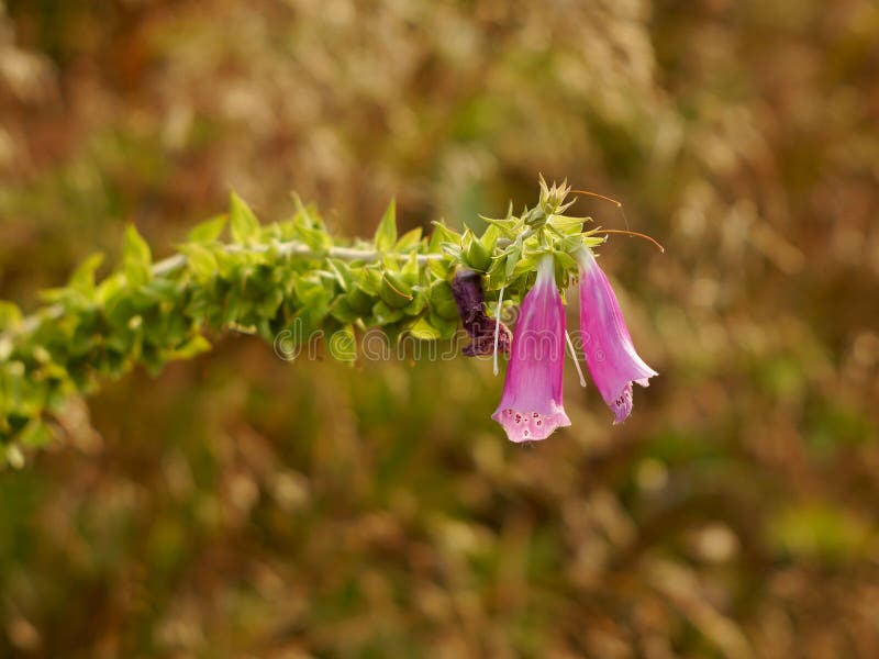 Pink Mountain Flowers Bells Stock Image Image of botany, outdoor 57994227