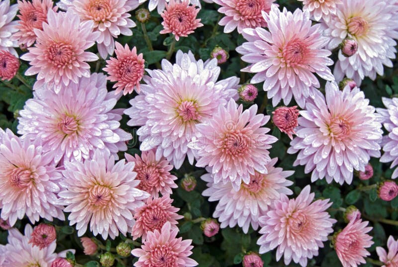 Pink Mums stock image. Image of plant, dainty, fall, petal 11438767