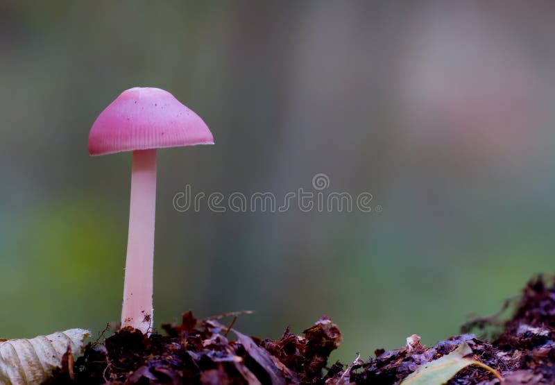 Pink mushroom stock photo. Image of nature, mushroom, background 6695842
