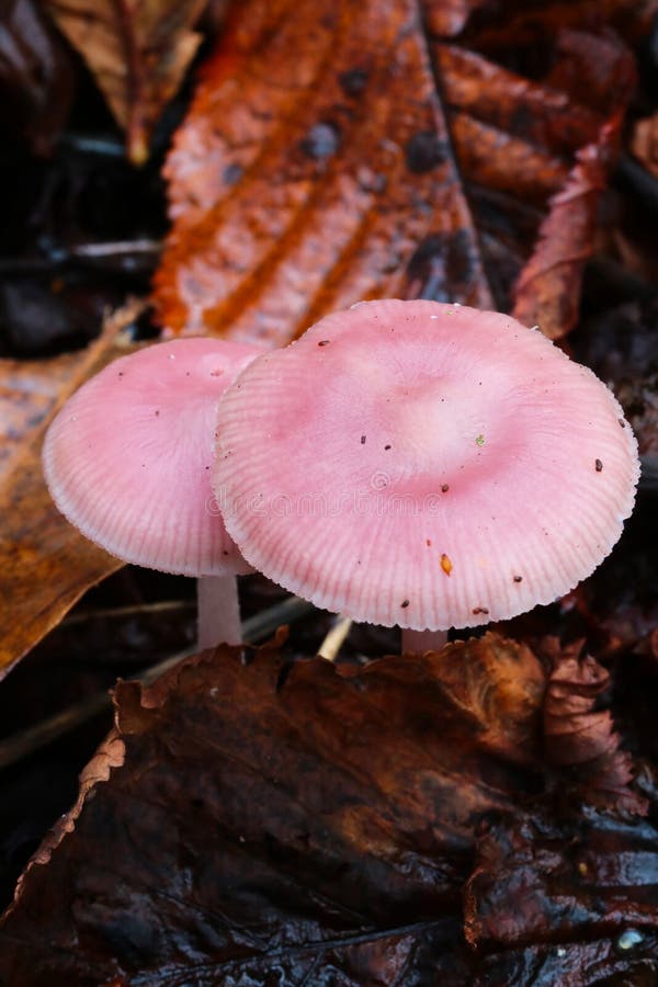 Pink mushrooms stock photo. Image of parasite, parasitic 1252918