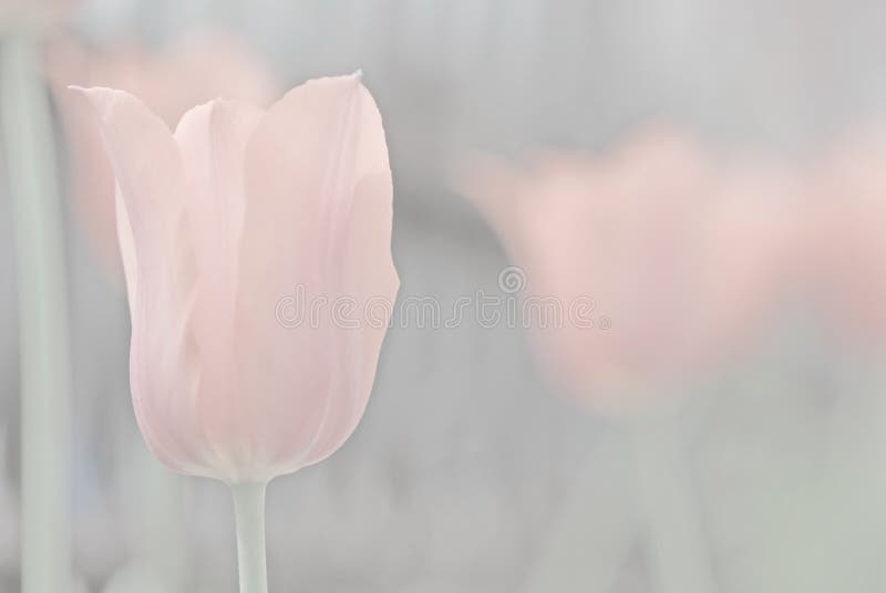 Pink Muted Tulip 2 Background Picture. Image 5189891