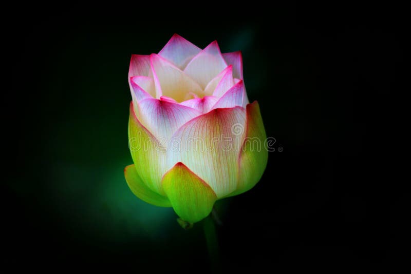 Pink- och white lotus blomhuvud kommer ut