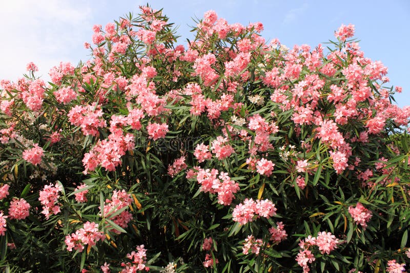 Pink Oleander flowers stock image. Image of colour, europe 76039733